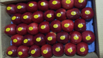 Royal Delicious Apples