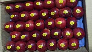 Royal Delicious Apples