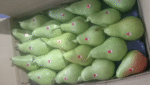 Himachal Pears