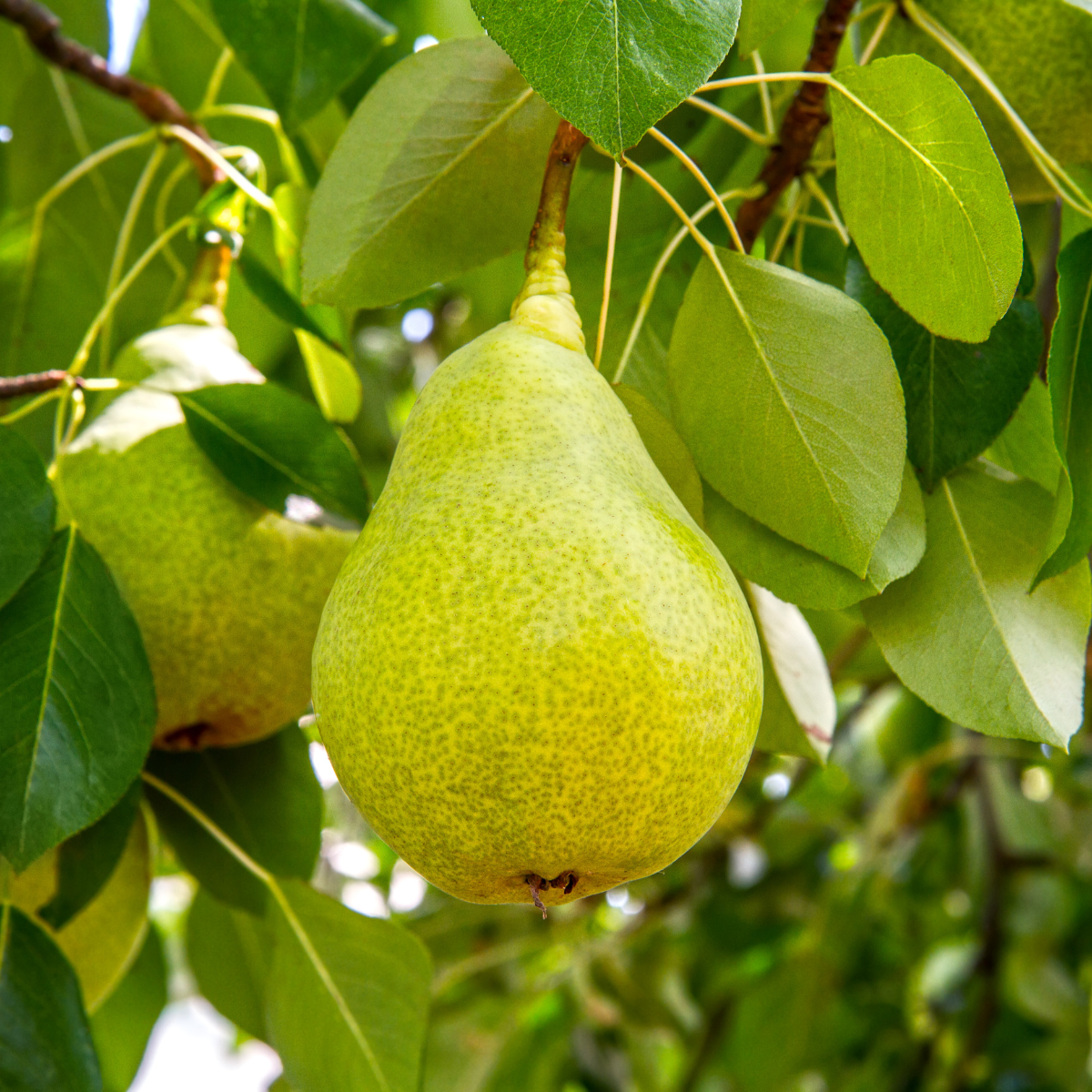 Himachal Pears - Image 3