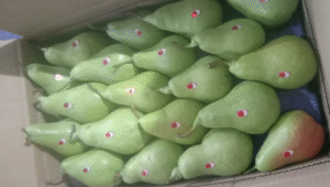 Himachal Pears