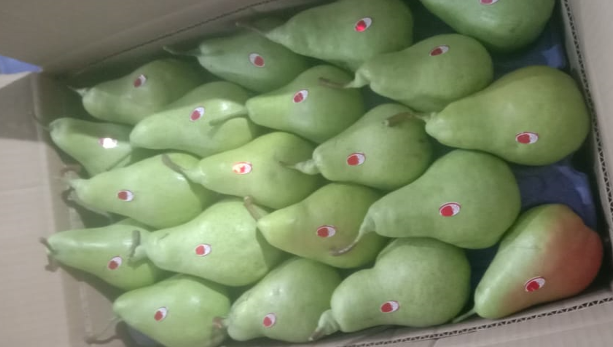 Himachal Pears