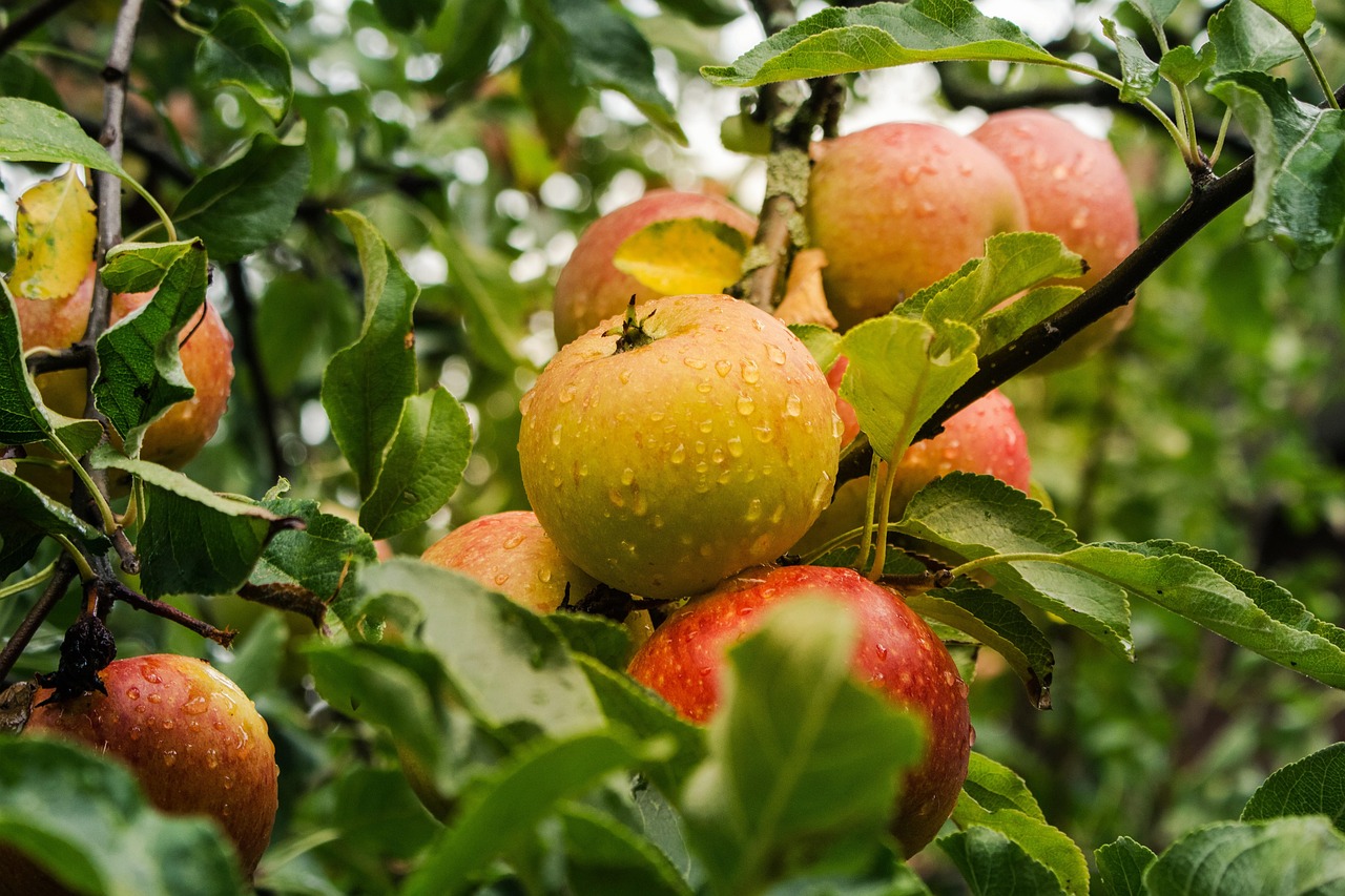 Granny Smith Apple - Image 2