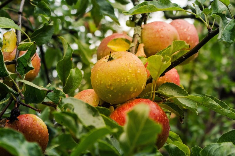 Granny Smith Apple - Image 4