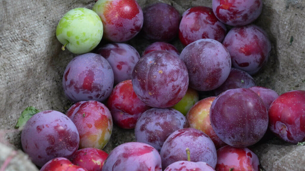 Fresh Himachal Plums 🍑 - Image 3